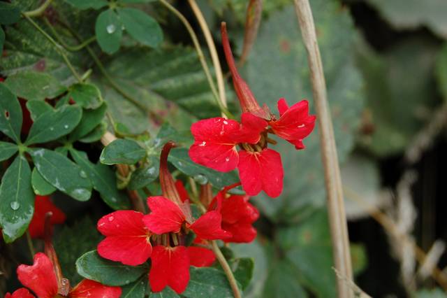 Capucine élégante, Tropaeolum speciosum