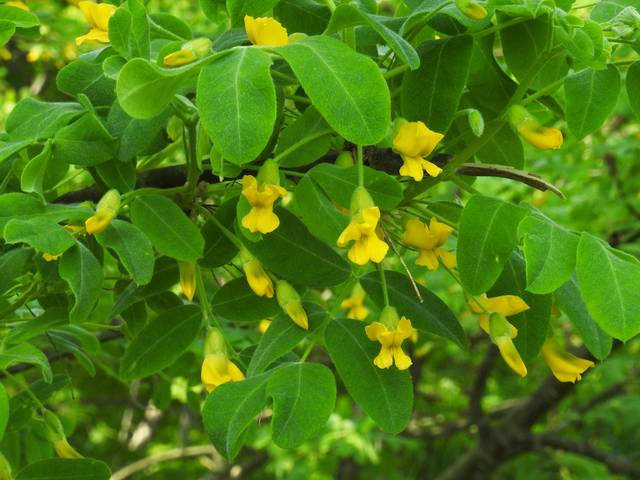 Caragana arborescens