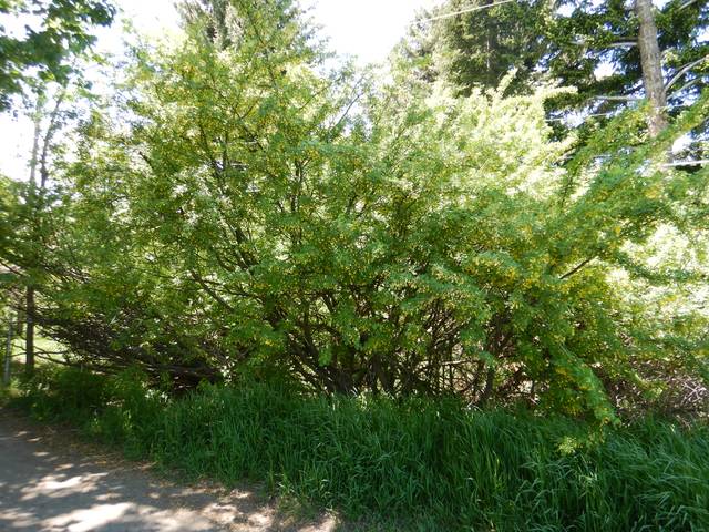 Acacia jaune, caraganier de Sibérie