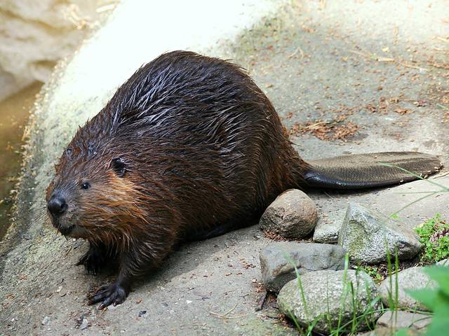 Le castor, un ingénieur des écosystèmes