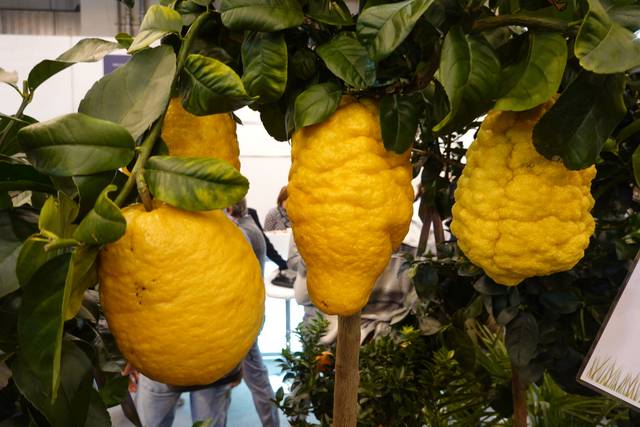 Cédrats (Citrus medica)