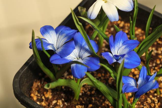 Crocus bleu du Chili en pot