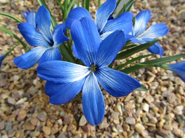 Crocus bleu du Chili, Tecophilaea cyanocrocus