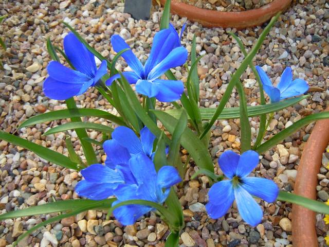 Crocus bleu du Chili planté en sol drainant (sur gravier)