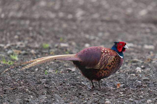 Faisan (Phasianus colchicus), mâle