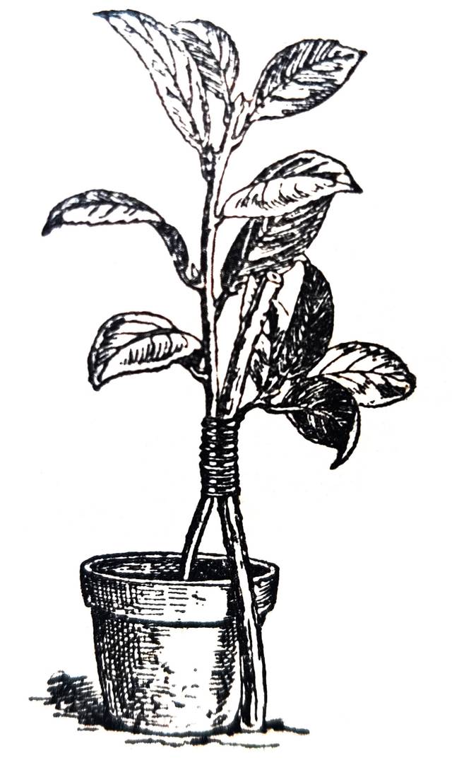 Greffe en approche (in: Guide pratique du jardinier français)