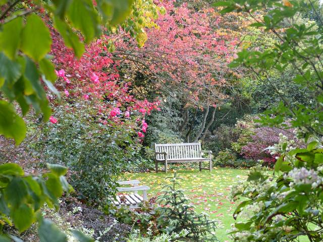 Un coin de jardin planté d'arbres et arbustes rares - Reflets de jardin (62)