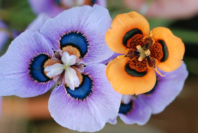 Deux espèces de Moraea