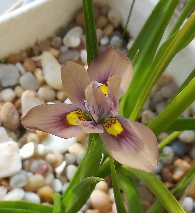 Moraea en pot