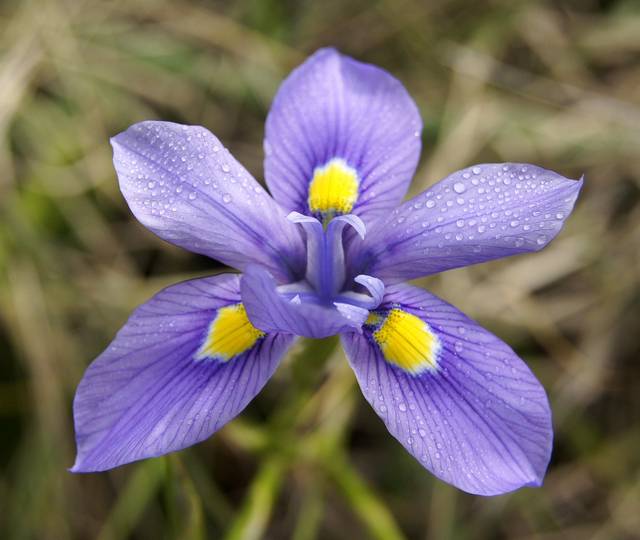 Moraea polystachya, tulipe du Cap
