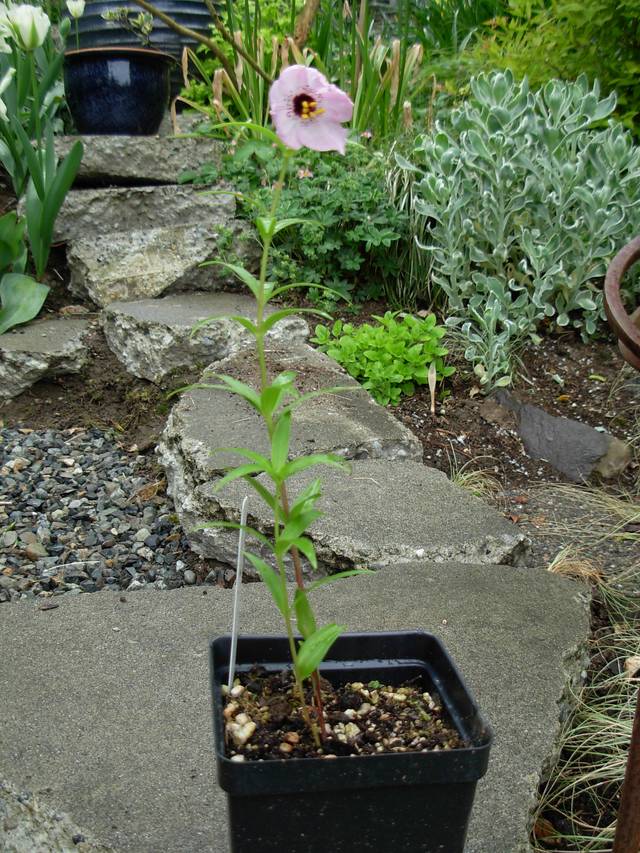 Nomocharis aperta prêt pour la plantation