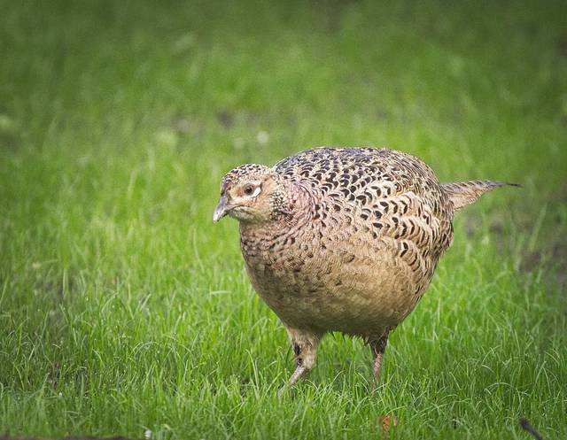 Poule faisane (femelle), Phasianus colchicus