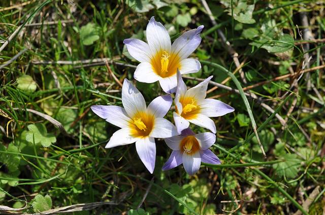 Iris de Provence, Romulea bulbocodium