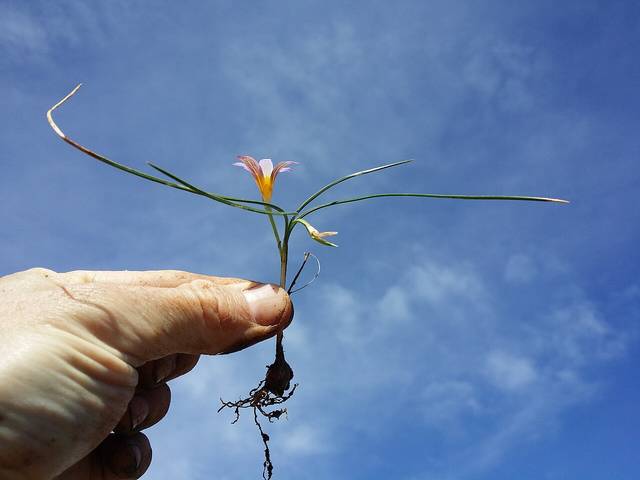 Iris de Provence, romulée à bulbe