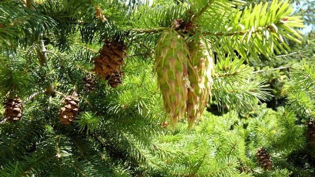 Sapin de Douglas : cônes et feuillage