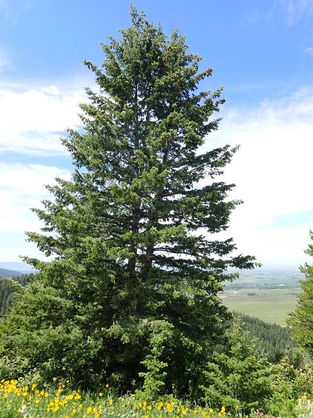 Sapin de Douglas, Pseudotsuga menziesii