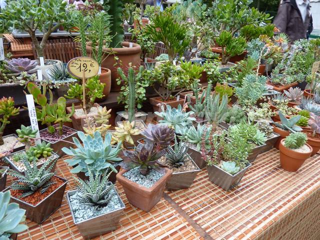 Où trouver pareil choix de succulentes ?
