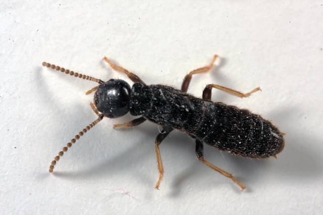 Termite adulte