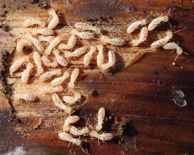 Larves de termites