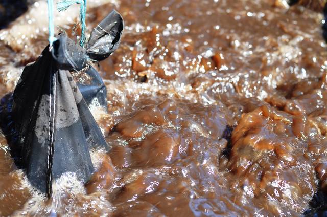 Préparation de thé de compost : fermentation et oxygénation