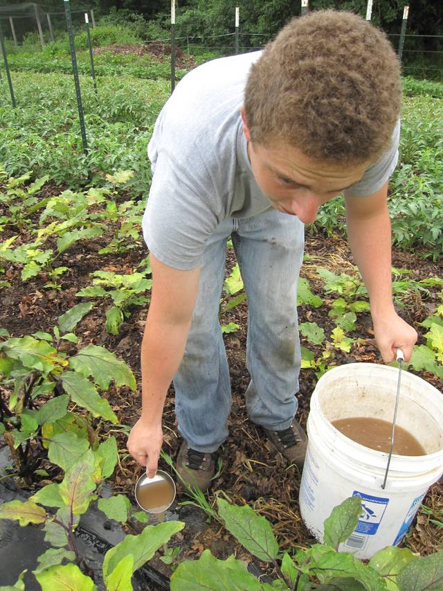 Arrosage au pied des plantes avec du thé de compost