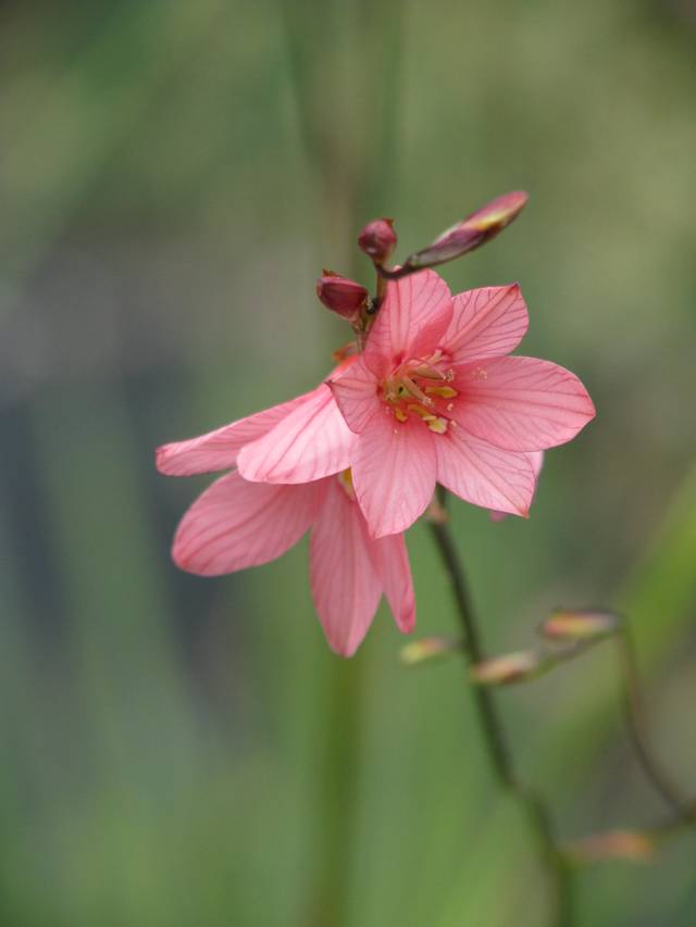 Tritonia disticha, Tritonia rosea