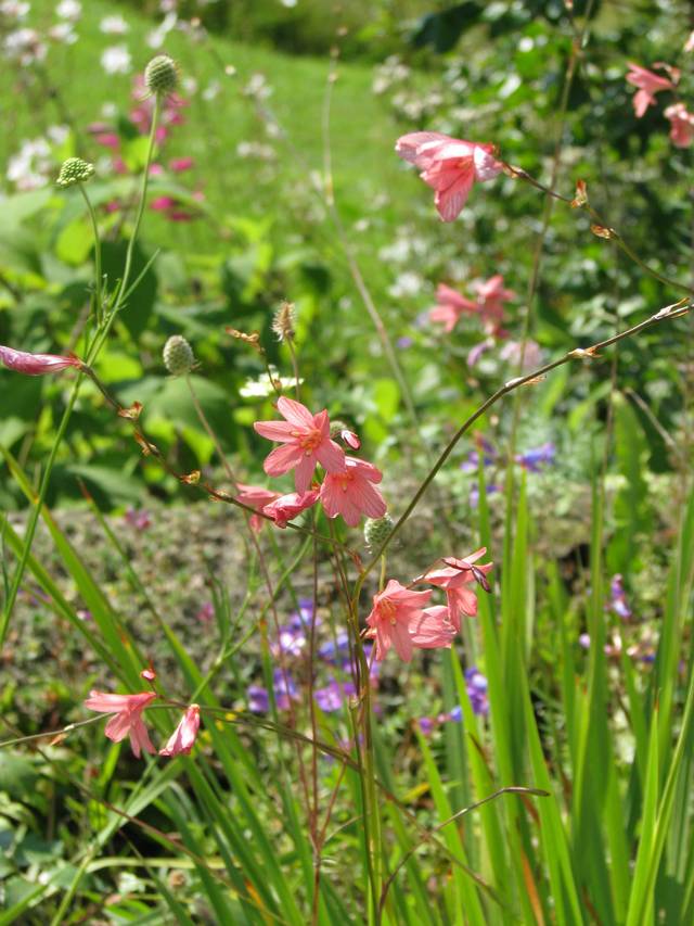 Tritonia disticha