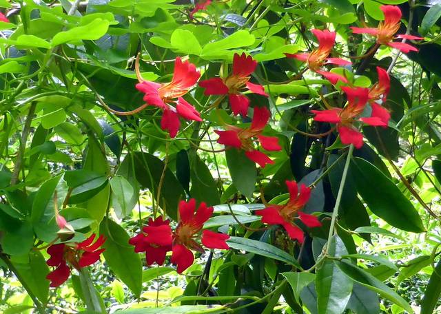 Capucine élégante, Tropaeolum speciosum