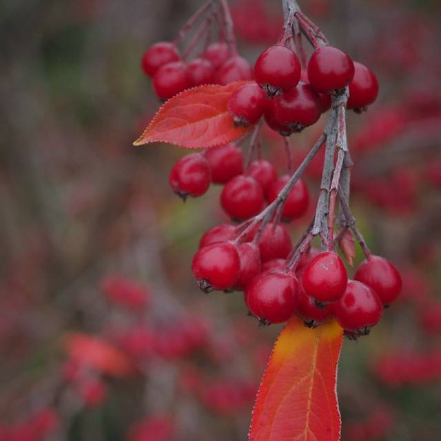Aronia arbutifolia (Sönke Haas)