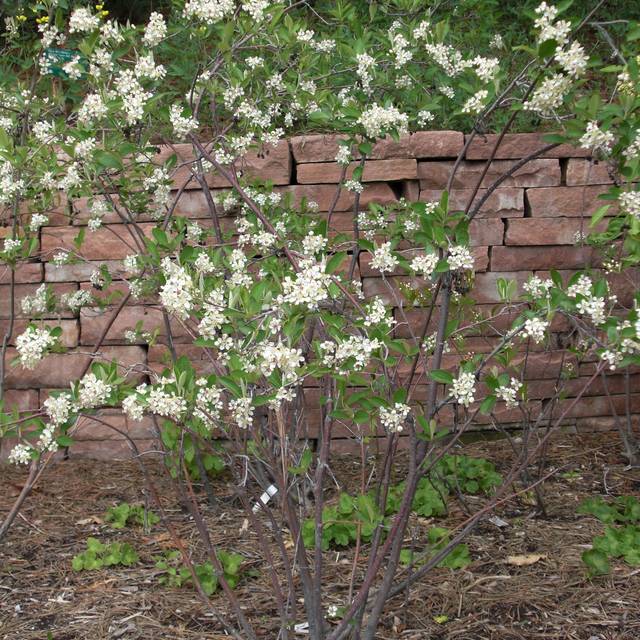 Aronia arbutifolia (Andrey Zharkikh)