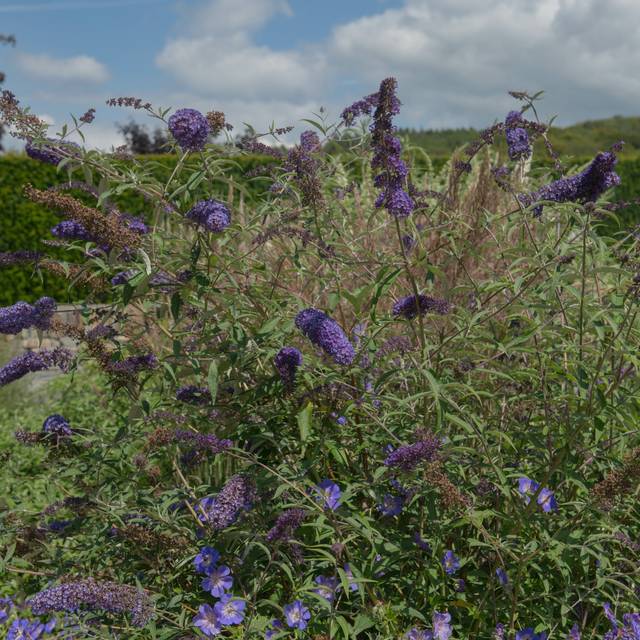 Arbre aux papillons Nanho Blue (Buddleja davidii) (Peter / Adobe Stock)