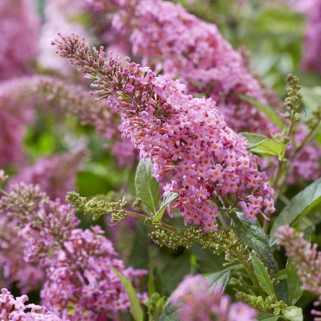 Arbre aux papillons Little Pink (Buddleja davidii) (Globe Planter)