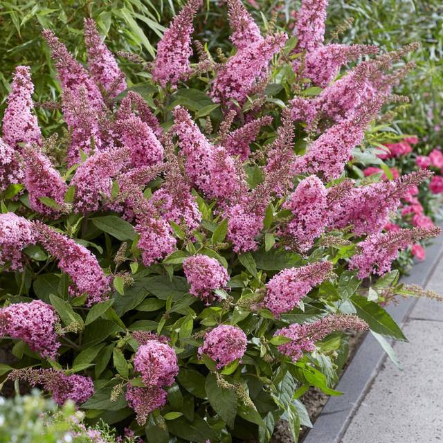 Arbre aux papillons Little Pink (Buddleja davidii) (Globe Planter)