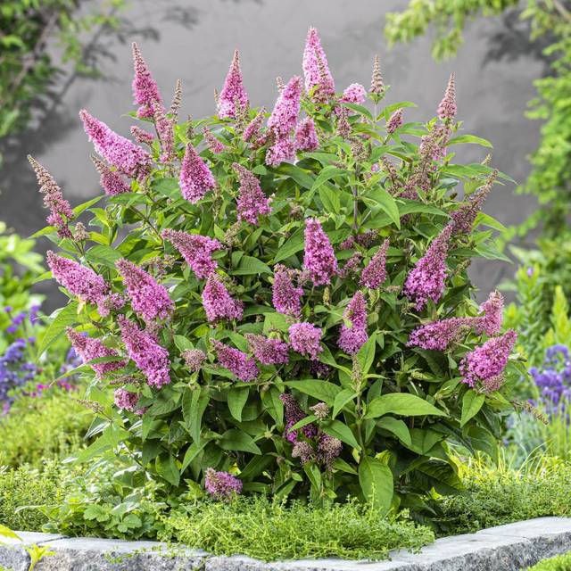 Arbre aux papillons Little Pink (Buddleja davidii) (Globe Planter)