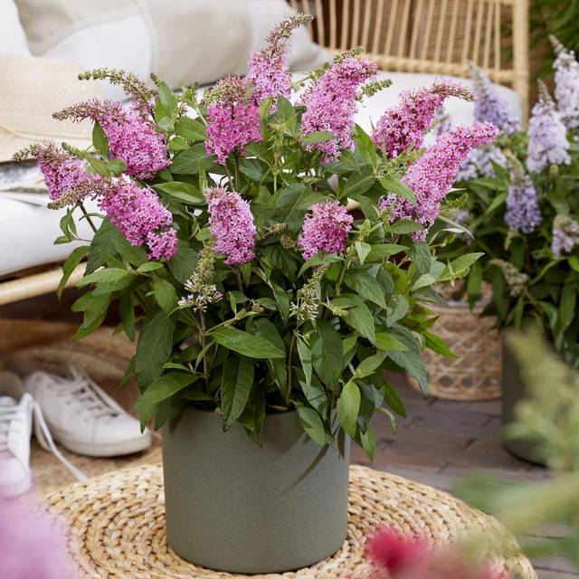 Arbre aux papillons Little Pink (Buddleja davidii) (Globe Planter)