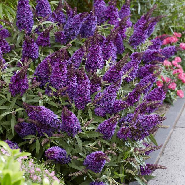 Arbre aux papillons Little Purple (Buddleja davidii) (Globe Planter)