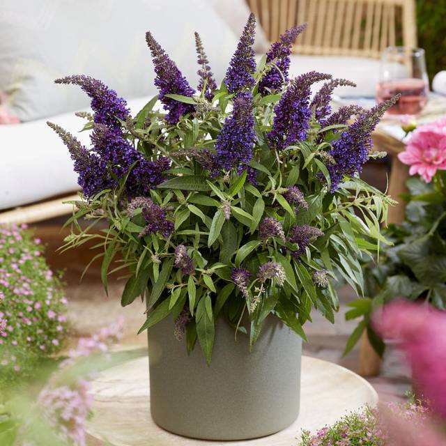 Arbre aux papillons Little Purple (Buddleja davidii) (Globe Planter)