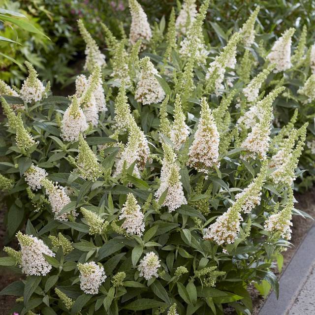 Arbre aux papillons Little White (Buddleja davidii) (Globe Planter)