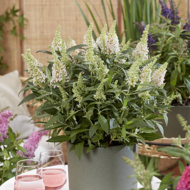 Arbre aux papillons Little White (Buddleja davidii) (Globe Planter)