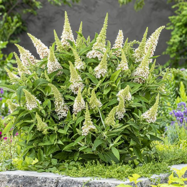 Arbre aux papillons Little White (Buddleja davidii) (Globe Planter)