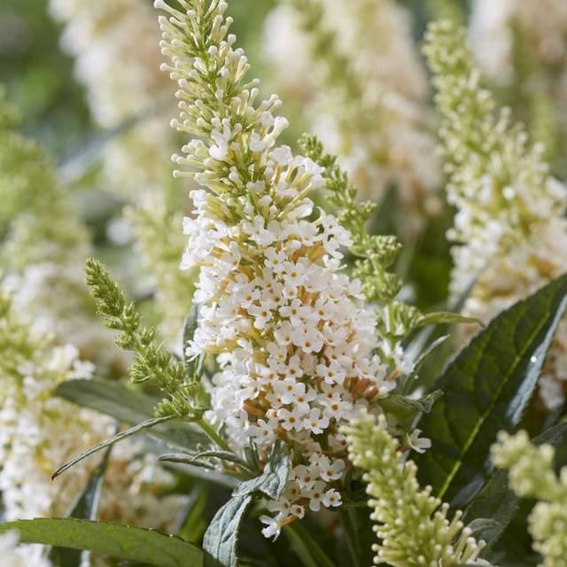 Arbre aux papillons Little White (Buddleja davidii) (Globe Planter)