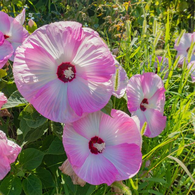 Hibiscus moscheutos 'Luna Pink Swirl' (KuriolIT / stock.adobe.com)