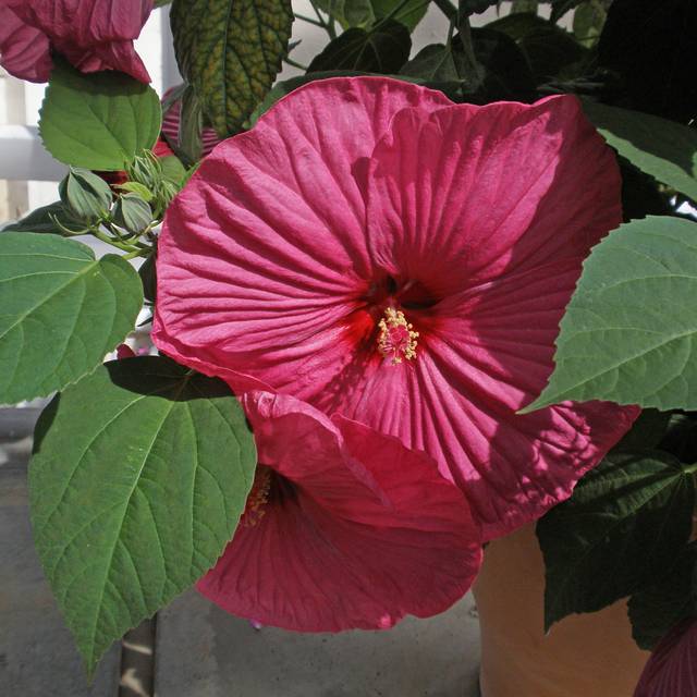 Hibiscus moscheutos 'Luna Pink' (Amanda Slater / flickr.com)