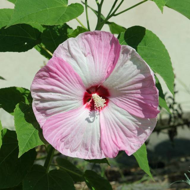 Hibiscus moscheutos 'Luna Pink Swirl' (A Yee / flickr.com)
