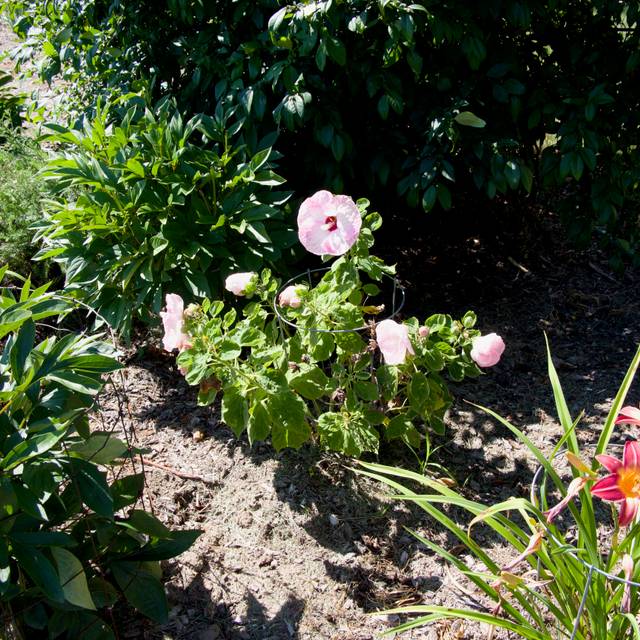 Hibiscus moscheutos Luna Pink Swirl (F. D. Richards / flickr.com)