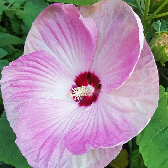 Hibiscus moscheutos 'Luna Pink Swirl' (Swallowtail Garden Seeds / flickr.com)