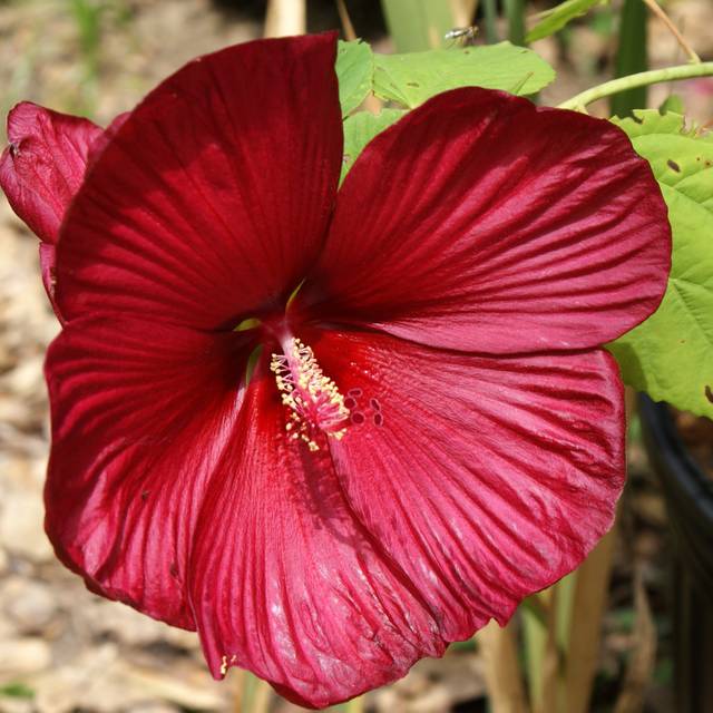 Hibiscus moscheutos Luna Red (chapstickaddict / flickr.com)