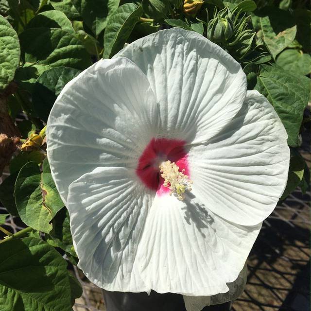 Hibiscus moscheutos 'Luna White' (Scott Zona / flickr.com)