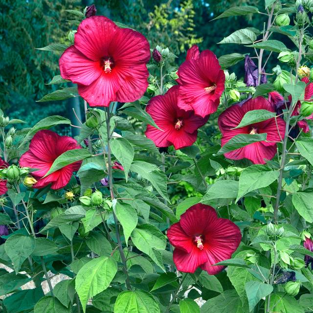 Hibiscus moscheutos 'Luna Red' (HVPM dev / stock.adobe.com)