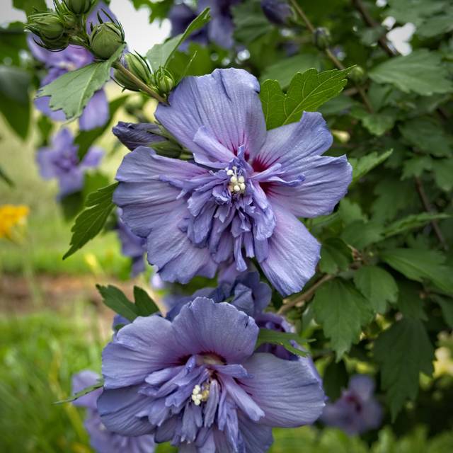Hibiscus syriacus 'Blue Chiffon' - Althéa (F. D. Richards / flickr.com)